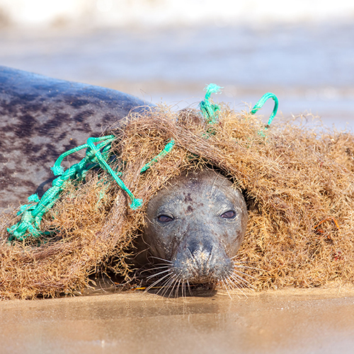 Frontline*An interview by Claire Sanders with Peter Kohler, founder of the Plastic Tide