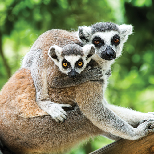 What is nature's worth?*Claire Sanders speaks to Professor Sir Partha Dasgupta about his research on the economics of biodiversity