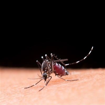 Study on genomics may provide a breakthrough in combatting dengue*May 2023: Researchers in India say that data from a detailed genomic study of dengue has helped develop an mRNA vaccine 