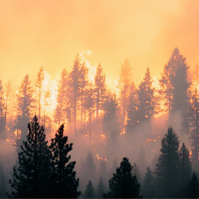 How Europe can learn to co-exist with fire*May 2025: Wildfires are increasing in intensity and scale throughout Europe. A new report by the European Academies Science Advisory Council calls for integrated risk strategies, sustainable land management, and a rethink of how we live with fire