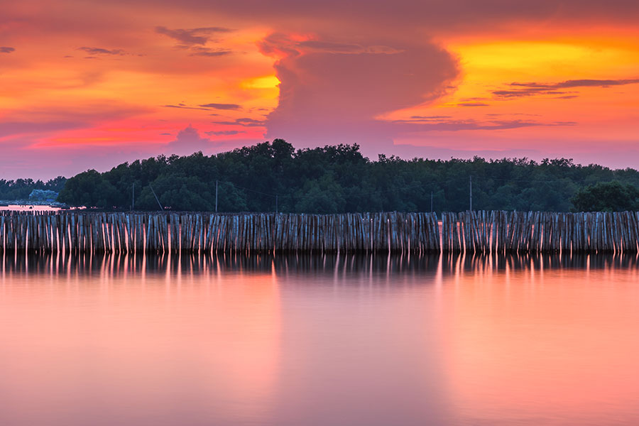 Mangrove