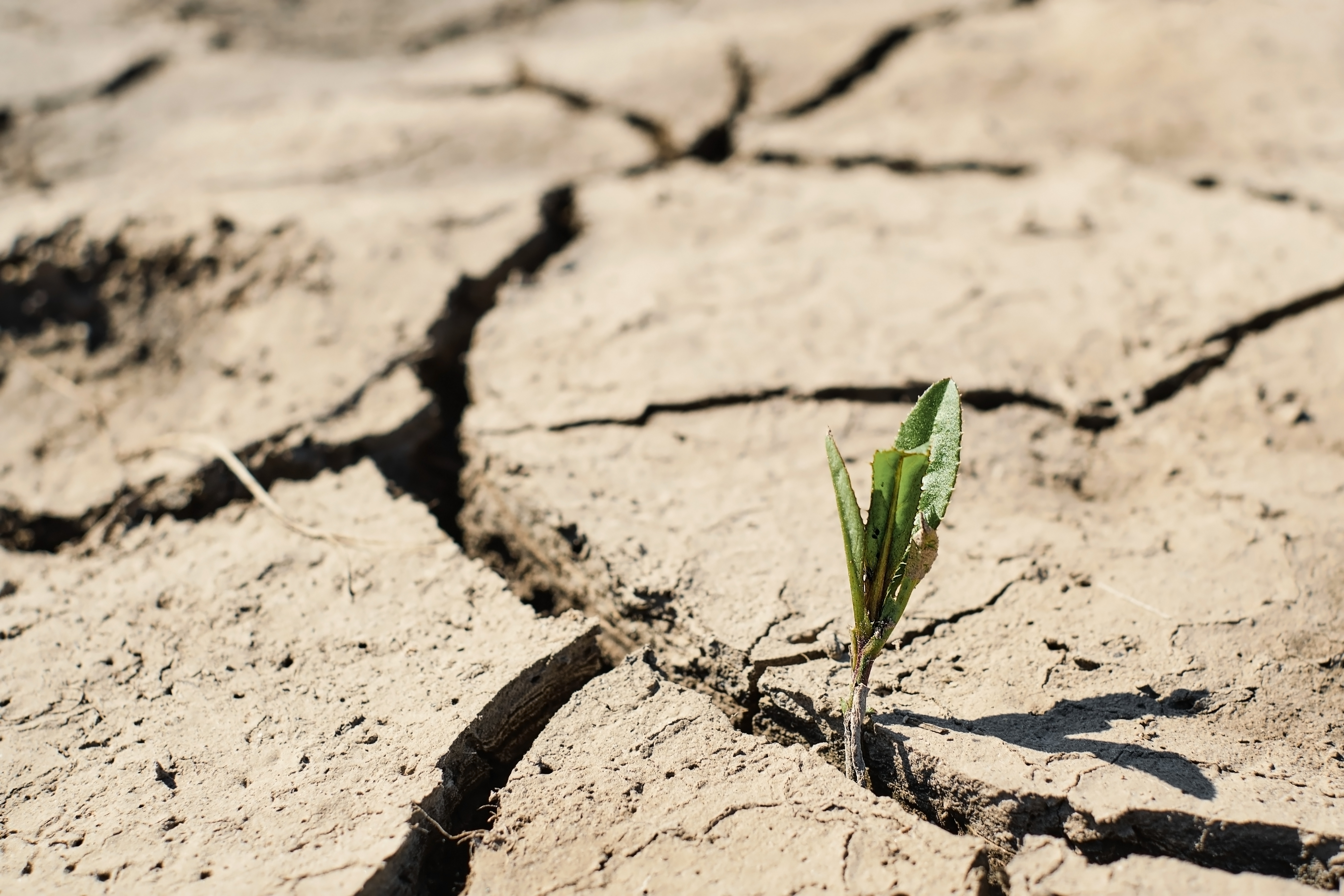 green-sprout-with-dry-cracked-